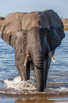 African Elephant (Loxodonta africana) in Chobe National Park in northern Botswana, Africa.