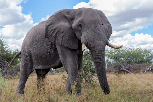 Young male African Elephant (Loxodonta africana) in the Okavango Delta in northern Botswana, Africa.