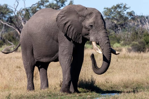 Young male African Elephant (Loxodonta africana) in the Okavango Delta in northern Botswana, Africa.