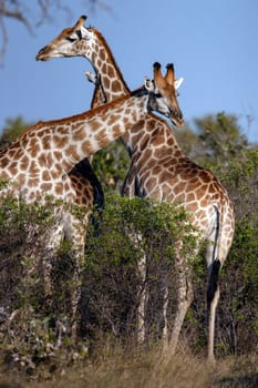 Giraffe (Giraffa camelopardalis). An African even-toed ungulate mammal, the tallest living terrestrial animal and the largest ruminant. Savuti region of Botswana, Africa.