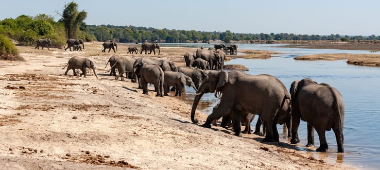 Group of African Elephants (Loxodonta africana) crossing the Chobe River in Chobe National Park in Botswana, Africa.