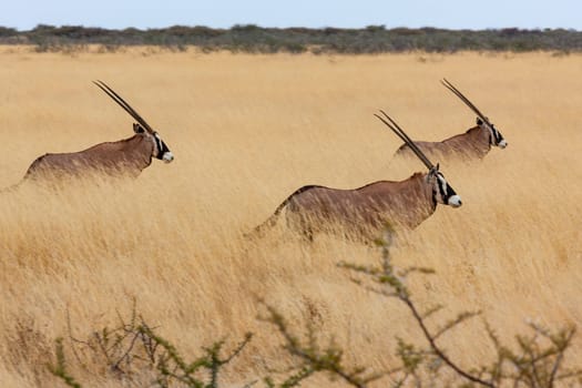Three Gemsbok (Oryx gazella) walking in the grasslands of Etosha National Park in northern Namibia, Africa.