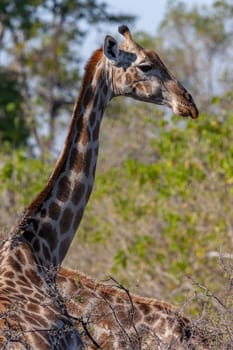 Giraffe (Giraffa camelopardalis). An African even-toed ungulate mammal, the tallest living terrestrial animal and the largest ruminant. Savuti region of Botswana, Africa.