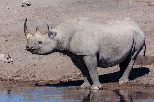 The endangered Black Rhinoceros drinking at a waterhole in Etosha National Park in Namibia, Africa.