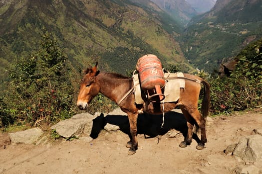 Donkey, mule loaded with two big bottles of gas, on the trail between Salleri and Lukla, Mount Everest Basecamp Trek, Nepal 2022