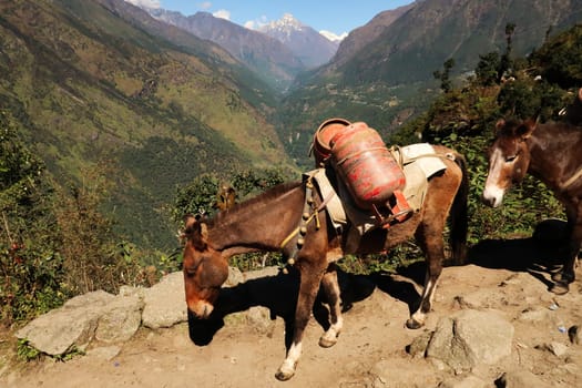 Donkey, mule carrying two big bottles of gas, on the trail between Salleri and Lukla, Mount Everest Basecamp Trek, Nepal 2022