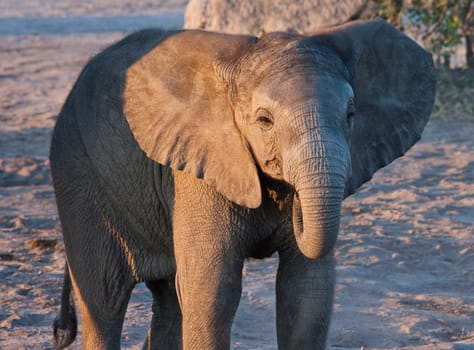 A baby elephant (Loxodonta africana) in the Savuti region of northern Botswana, Africa.