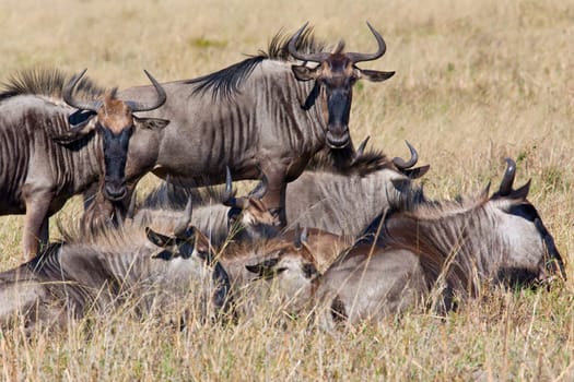A group of Wildebeest (Connochaetes taurinus) in the Savuti region of northern Botswana, Africa.