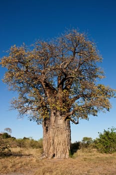 Baobab tree (Adansonia digitata) in the Okavango Delta in Botswana, Africa.