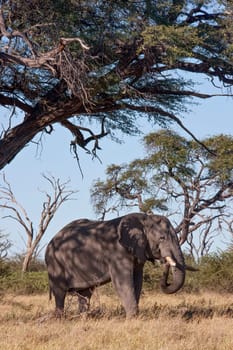 African Elephant (Loxodonta africana) cooling off in the shade of a tree in the Savuti region of Botswana, Africa.