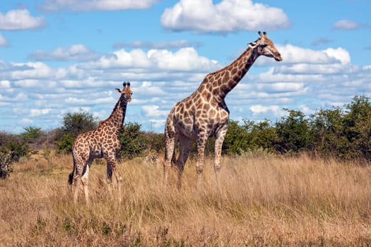 Giraffe (Giraffa camelopardalis). An African even-toed ungulate mammal, the tallest living terrestrial animal and the largest ruminant. Savuti region of Botswana, Africa.