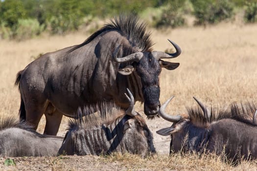 A group of Wildebeest (Connochaetes taurinus) in the Savuti region of northern Botswana, Africa.