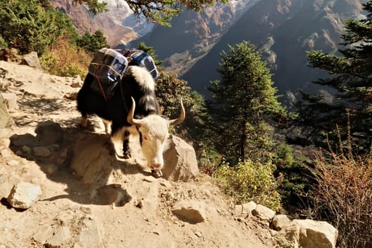 A yak walking down the steep trail from Tengboche, Tangboche village carrying a heavy load, freight, plastic canisters, Mount Everest Base Camp Trek, EBC, Nepal 2022
