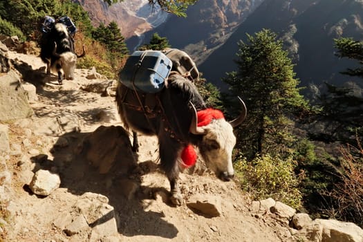 Yaks walking down the steep trail from Tengboche, Tangboche village carrying a heavy load, freight, plastic canisters, Mount Everest Base Camp Trek, EBC, Nepal 2022