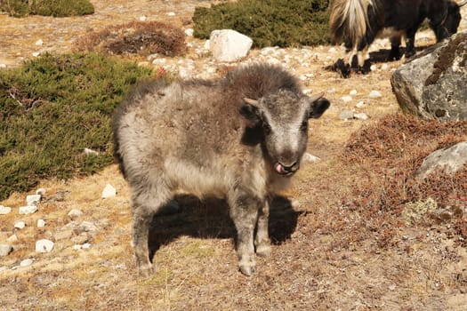 Eye contact with a small, fluffy baby yak that is sticking out its tongue to lick its nose, Dingboche village, Mount Everest Base Camp Trek, EBC, Nepal 2022