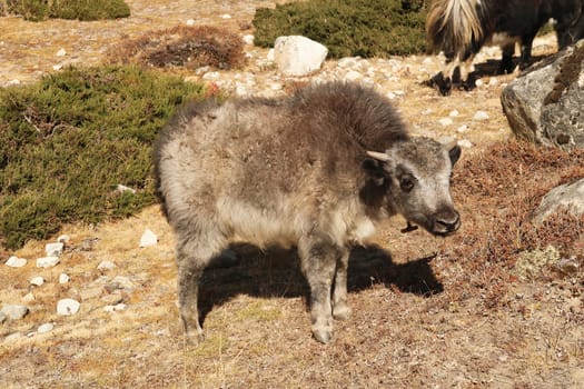 A small, fluffy and curious baby yak, close to Dingboche village, Mount Everest Base Camp Trek, EBC, Nepal 2022