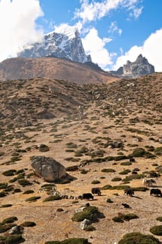 Yaks grazing on a meadow at the foot of a steep hill in Dingboche village, the peak of Mount Tobuche can be seen in the background, Mount Everest Base Camp Trek, EBC, Nepal 2022
