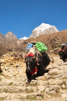 A Yak loaded with heavy canisters, weight, freight, goods is walking down some stone stairs in Pangboche village, Mount Everest Base Camp Trek, EBC, Nepal 2022