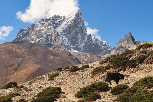 A black yak on a steep hill in front of the peak of Mount Tobuche, Dingboche village, Mount Everest Base Camp Trek, EBC, Nepal 2022