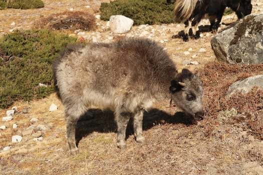 A small and fluffy baby yak is grazing, close to Dingboche village, Mount Everest Base Camp Trek, EBC, Nepal 2022