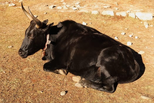 A black yak is sunbathing, relaxing, sleeping in the sun, Dingboche village, Mount Everest Base Camp Trek, EBC, Nepal 2022