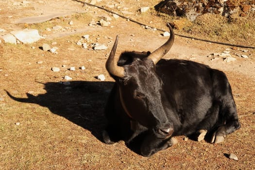 A black yak is sunbathing, relaxing, sleeping, resting in the sun, Dingboche village, Mount Everest Base Camp Trek, EBC, Nepal 2022
