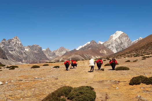 Yaks and a porter carrying luggage, freight, goods on a meadow, the Cho La Pass and Mount Lobuche can be seen in the background, between Dingboche and Thukla, Mount Everest Base Camp Trek, EBC, Nepal 2022