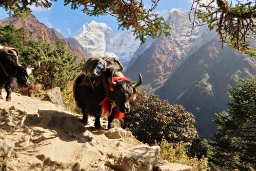 A yak walking down the steep trail from Tengboche, Tangboche village carrying a heavy load, freight, plastic canisters, Kangtega Peak, Mount Kangtega in the background, Everest Base Camp Trek, EBC, Nepal 2022
