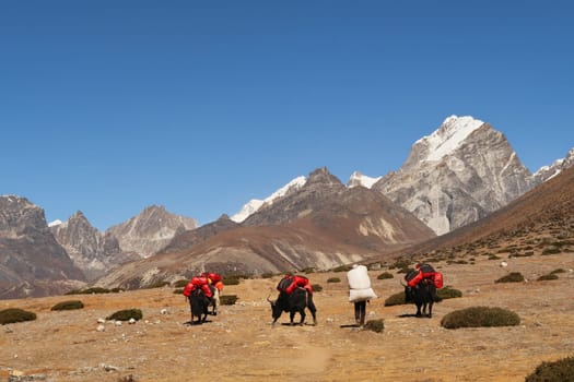 Yaks and a porter carrying luggage, freight, goods on a meadow in front of Mount Lobuche, between Dingboche and Thukla, Mount Everest Base Camp Trek, EBC, Nepal 2022