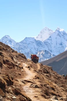 Yaks loaded with luggage walking up the trail from Dingboche village towards Thukla in front of Mount Kangtega and Thamserku, Mount Everest Base Camp Trek, EBC, Nepal 2022