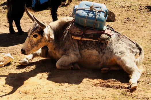 A yak loaded with canisters resting next to the trail in Tengboche, Tangboche village, Mount Everest Base Camp Trek, EBC, Nepal 2022