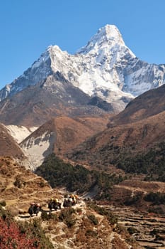 Yaks carrying goods on the trail between Tengboche, Tangboche and Pangboche in front of Mount Ama Dablam, Mount Everest Base Camp Trek, EBC, Nepal 2022