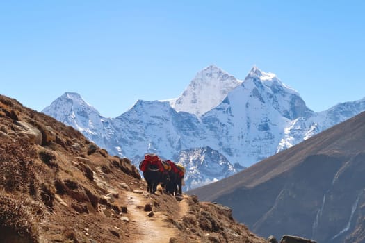 Yaks loaded with heavy luggage walking up the trail from Dingboche village towards Thukla in front of Mount Kangtega and Thamserku, Mount Everest Base Camp Trek, EBC, Nepal 2022