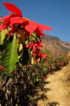 A hedge of bright red Poinsettia flowers on the trail between Chamje and Chamche village and Tal village, Annapurna Circuit Trek, Nepal 2022