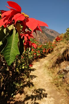 A hedge of wild Poinsettia flowers of intense, bright red color on the trail between Chamje and Chamche village, Annapurna Circuit Trek, Nepal 2022