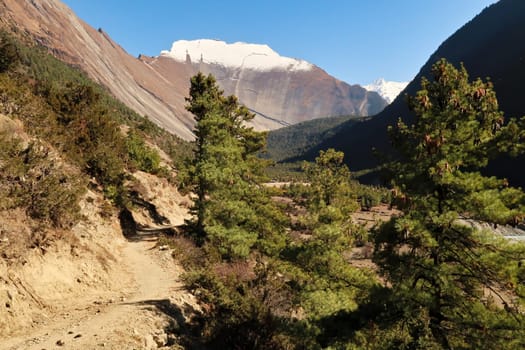 On the trail between Dhukur, Dhikur Pokhari and Upper Pisang looking back onto the smooth western rock face of Paungda Danda, the Great Wall of Pisang behind high altitude forest, Annapurna Circuit Trek, Nepal 2022