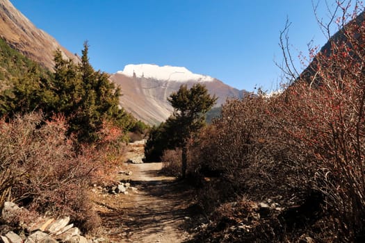 On the trail between Dhukur, Dhikur Pokhari and Upper Pisang looking back, the smooth western rock face of Paungda Danda, the Great wall of Pisang behind high altitude vegetation, Annapurna Circuit Trek, Nepal 2022