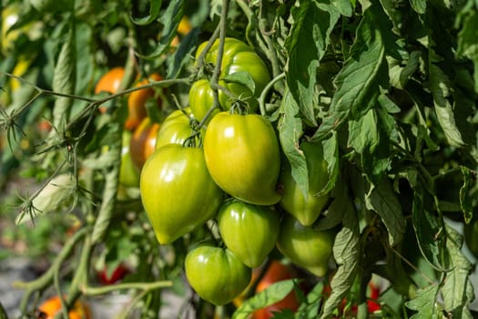 the beautiful tomatoes on the bush