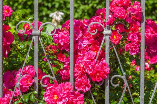 Decorated metal garden fence with red roses, Germany