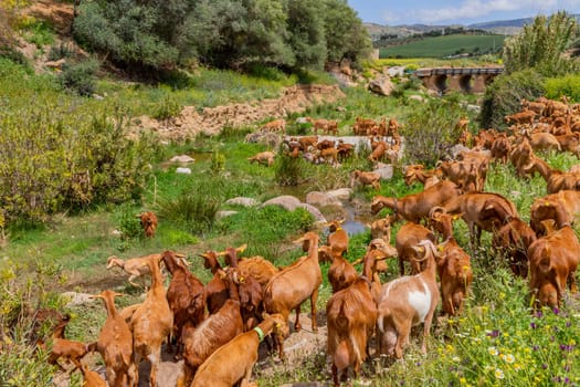 Granada, Spain: April 19, 2024: Goats in a farm in Andalucia, Granada, Spain