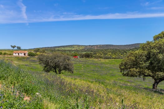 A farm with wild plants and trees outside Granada, Andalucia, Spain
