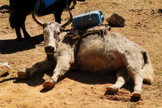 A loaded yak resting next to the trail in Tengboche, Tangboche village, Mount Everest Base Camp Trek, EBC, Nepal 2022