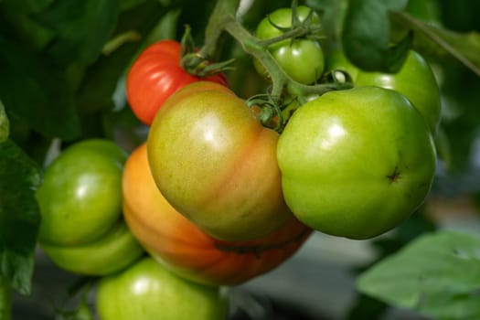 the beautiful tomatoes on the bush