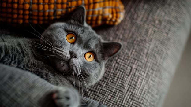 A British shorthair lazy cat laying on the grey sofa. AI generated