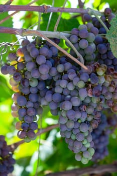 Wine production - grapes on the vine in a vineyard on the Portuguese island of Madeira. The majority of the island grapes are used in the production of Madeira Wine.