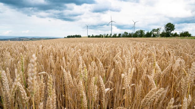 Field with cultivated wheat in Germany, harvest in the summer, agriculture for food, farmland on the countryside