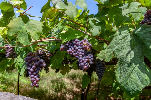Wine production - grapes on the vine in a vineyard on the Portuguese island of Madeira. The majority of the island grapes are used in the production of Madeira Wine.