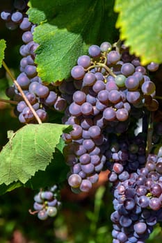 Wine production - grapes on the vine in a vineyard on the Portuguese island of Madeira. The majority of the island grapes are used in the production of Madeira Wine.