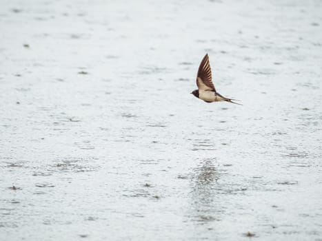 swallow flying in rain