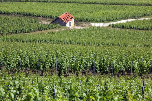 Vineyards at Hautvillers near Epernay, south of Reims in northern France. Epernay is best known as the principal ‘entrepot’ for champagne wines.